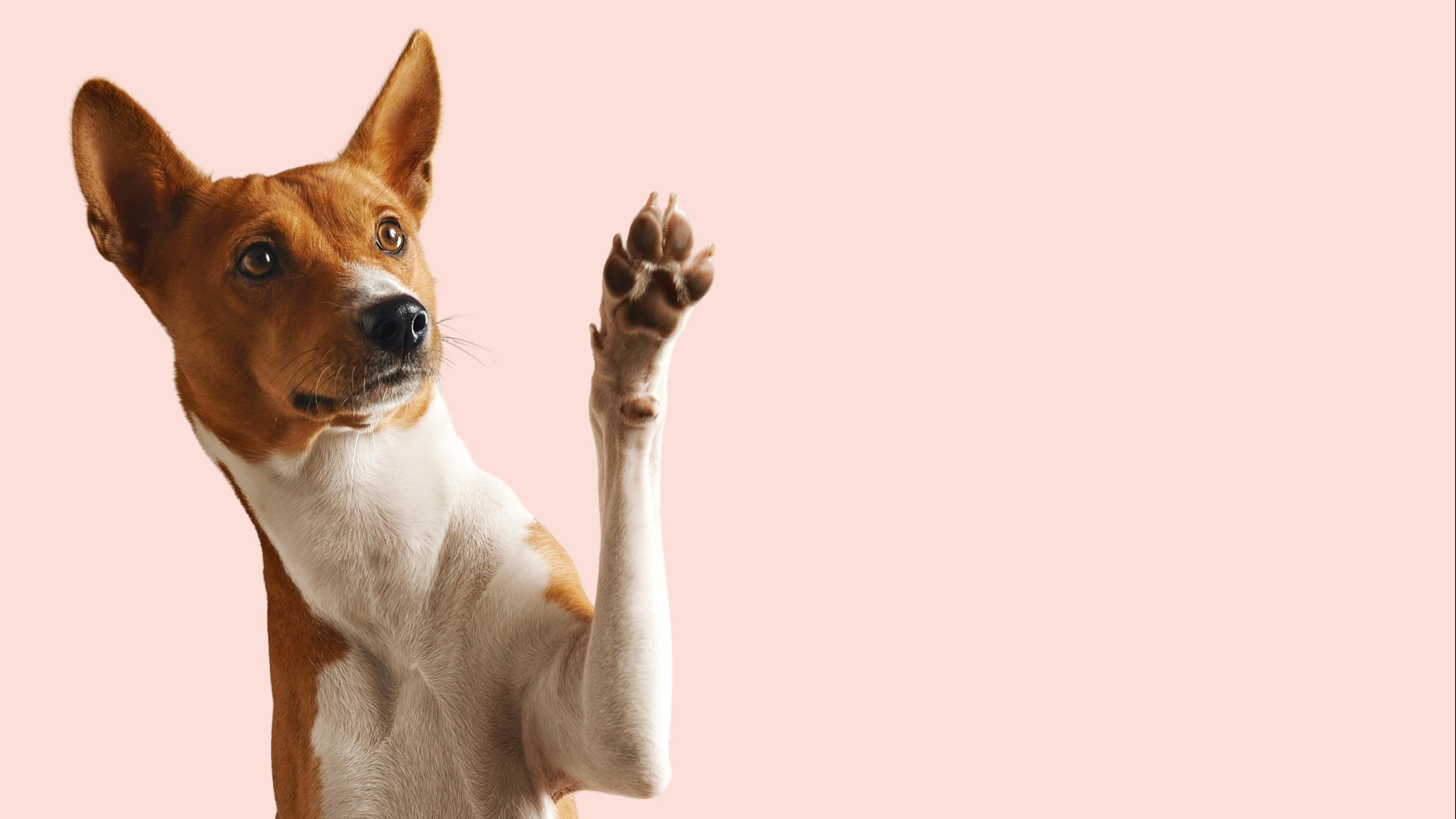 Dog with a raised paw on a pink background