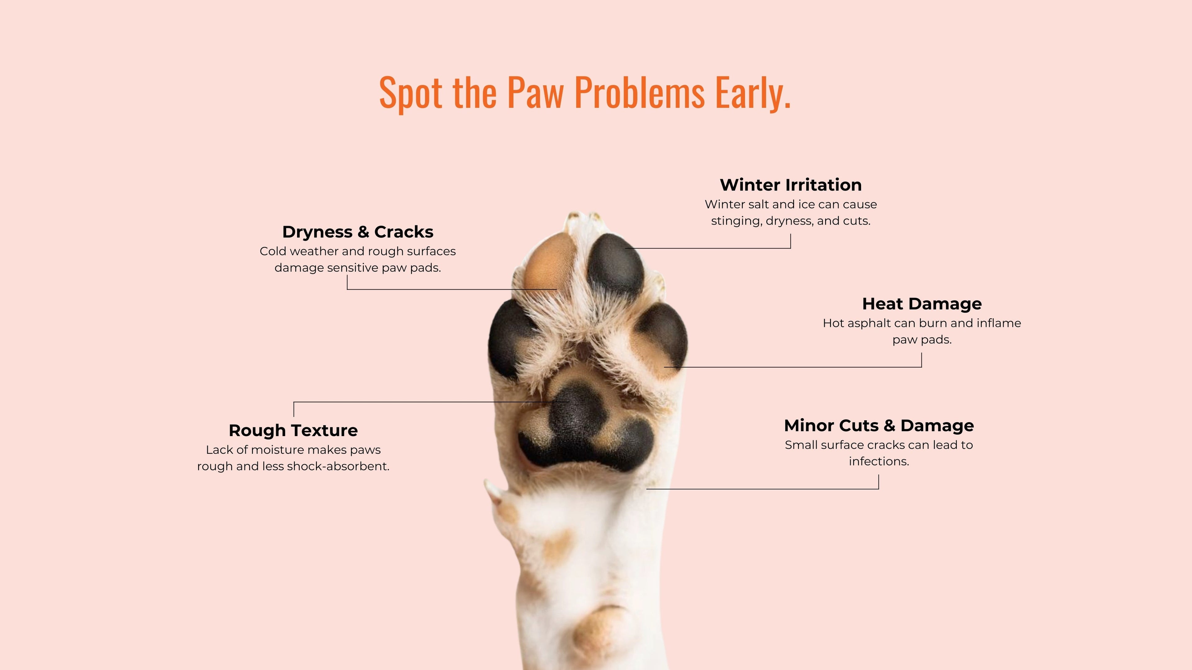 Dog paw health infographic highlighting dryness, cracks, heat damage, winter irritation, and rough paw pads.